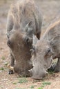 Grazing warthogs