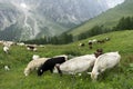 Grazing white and brown cows. Grass feeding cattle in Switzerland Alps meadow