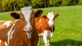 grazing white-brown cows on a green pasture - domestic animal