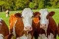 grazing white-brown cows on a green pasture - domestic animal