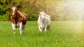 grazing white-brown cows on a green pasture - domestic animal