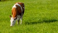 grazing white-brown cows on a green pasture - domestic animal