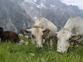 Grazing white and brown cows with tags. Grass feeding cattle in Switzerland Alps meadow Royalty Free Stock Photo