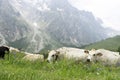 Grazing white and brown cows with tags. Grass feeding cattle in Switzerland Alps meadow Royalty Free Stock Photo