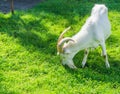 Grazing white horned goat in the grass Royalty Free Stock Photo