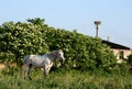 grazing white horse in a spinney Royalty Free Stock Photo