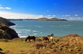 Grazing Wild Horses, Ramsey Island, Ynys Dewi and the Pembroke Coast Royalty Free Stock Photo