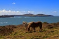 Grazing Wild Horses, Ramsey Island, Ynys Dewi and the Pembroke Coast Royalty Free Stock Photo