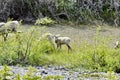 Grazing Wild Mountain Goats