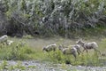 Grazing Wild Mountain Goats