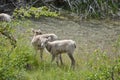 Grazing Wild Mountain Goats