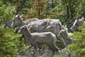 Grazing Wild Mountain Goats