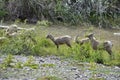 Grazing Wild Mountain Goats