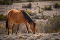 Backlit Wild Mustang in the desert