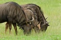 Grazing wildebeest