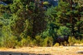 Grazing wildlife on the dry grass fields in La Pedriza National Park on the southern slopes of the Guadarrama mountain range in Ma