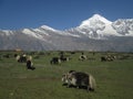 Grazing yak herd and Dhaulagiri Royalty Free Stock Photo