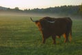 Scottish highland cattle at sunrise Royalty Free Stock Photo