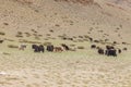 Grazing yaks in mongolian desert near the mountains. Altai, Mongolia