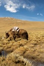 Grazing yaks in spring Tibet, China Royalty Free Stock Photo