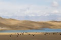 Grazing Yaks at Tulpar Lake in South Kyrgyzstan