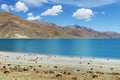 Grazing by the Yamdrok Tso Lake