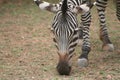 Grazing zebra