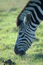 Grazing zebra Royalty Free Stock Photo