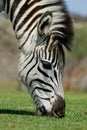 Grazing Zebra Royalty Free Stock Photo