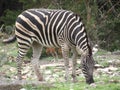 Grazing zebra