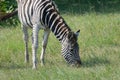 Grazing Zebra in a game park