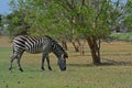 A grazing Zebra at Pazuri Outdoor Park, close by Lusaka in Zambia. Royalty Free Stock Photo