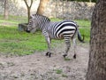 Lonely zebra grazing in the field at the zoo Royalty Free Stock Photo