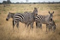 Grazing zebras in bush in Tsavo West reservation Royalty Free Stock Photo