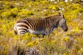 Grazing Zebras in Cape Point Nature Reserve