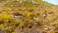 Grazing Zebras in Cape Point Nature Reserve Royalty Free Stock Photo