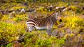 Grazing Zebras in Cape Point Nature Reserve Royalty Free Stock Photo