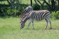 Grazing Zebras in a game park