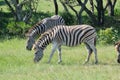 Grazing Zebras in a game park Royalty Free Stock Photo