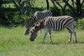 Grazing Zebras in a game park Royalty Free Stock Photo