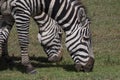 Grazing zebras Royalty Free Stock Photo