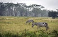 Grazing zebras in Lake Nakuru National Park