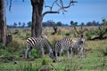 Grazing Zebras at the Okavango Delta Royalty Free Stock Photo