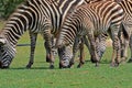 Grazing Zebras at Pazuri Outdoor Park, close by Lusaka in Zambia. Royalty Free Stock Photo