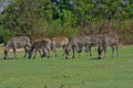 Grazing Zebras at Pazuri Outdoor Park, close by Lusaka in Zambia. Royalty Free Stock Photo