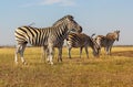 grazing zebras in the savannah in africa - national park masai mara in kenya Royalty Free Stock Photo