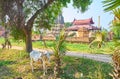 Grazing zebu cow, Ava, Myanmar Royalty Free Stock Photo