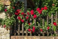 Grazzano Visconti fence and roses Royalty Free Stock Photo