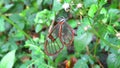 Rare and exotic butterfly with transparent wings pollinating the flower