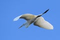 The Grea White Egrett